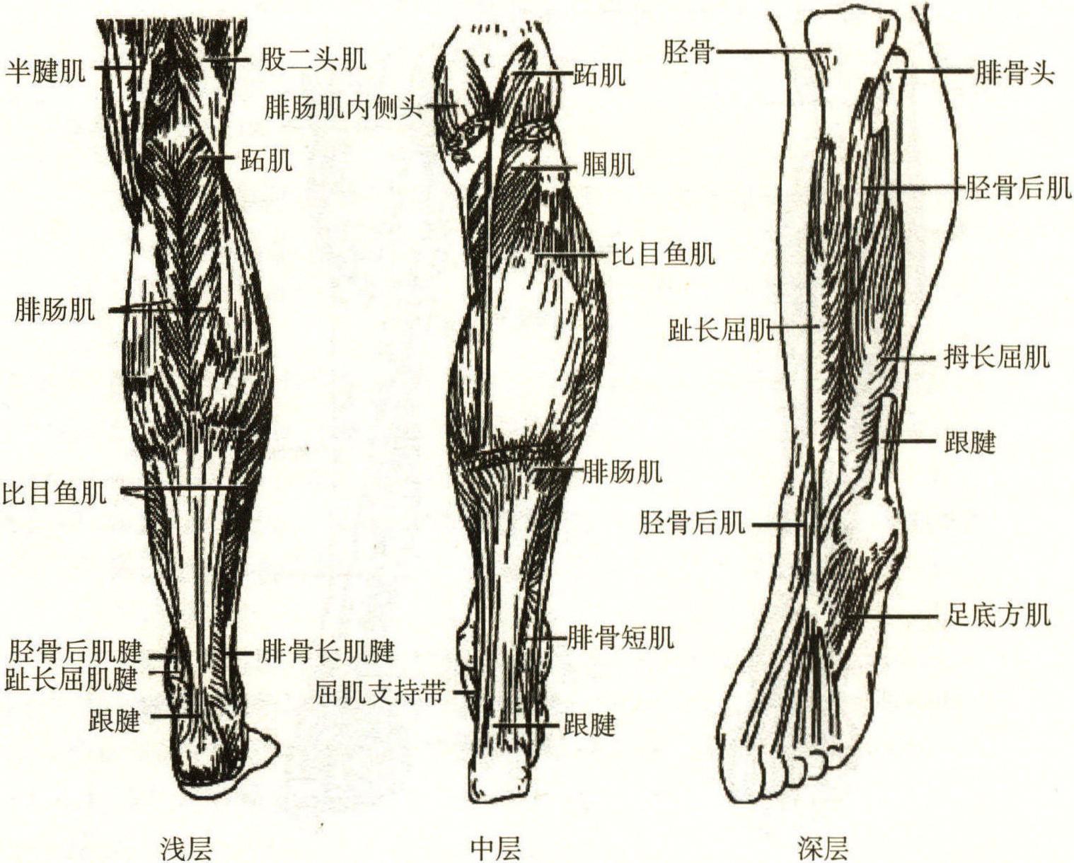 三、運(yùn)動(dòng)